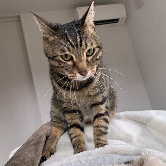 フミフミするキジトラ猫