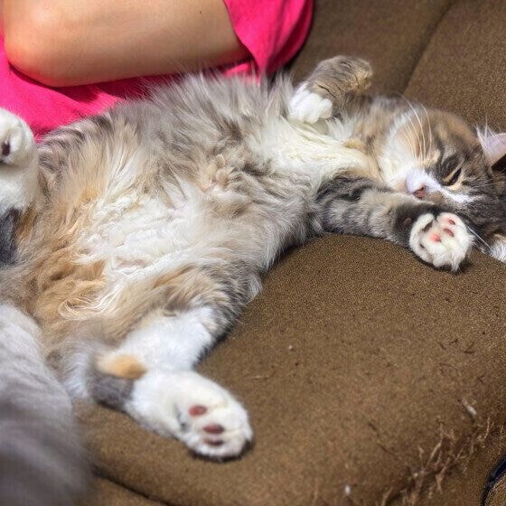 へそ天するノルウェージアンフォレストキャット