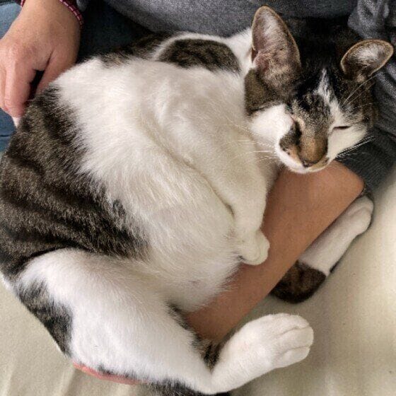 くっついて寝る黒白猫