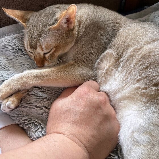 飼い主と昼寝をするシンガプーラ