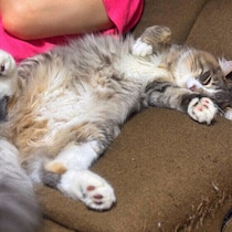 胸がきゅんとなる！信頼する飼い主さんに見せる猫の５つのかわいいしぐさ