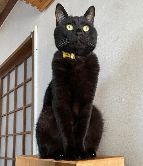 真顔で固まるうにくん。