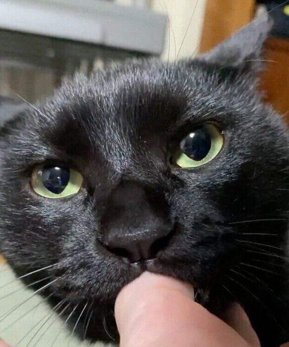 飼い主さんの指をしゃぶるうにくん。