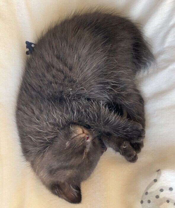 “パヤ毛”時代のうにくん。