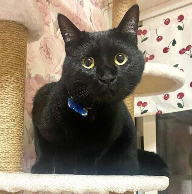 おとなになったうにくん。