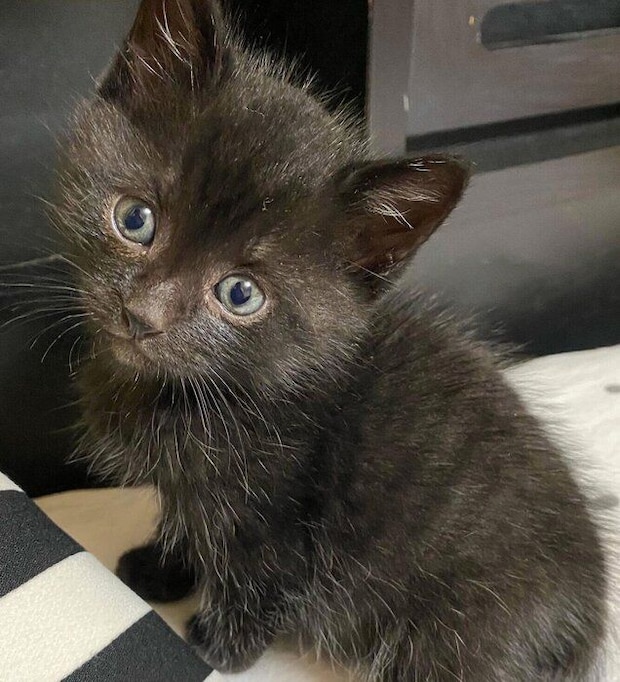 子猫時代のうにくん。