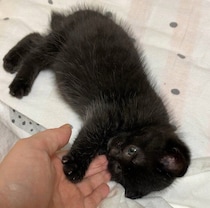 小さな“パヤ毛”の保護子猫が4年後　モフモフな手触りが魅力の“イケメン猫”へと成長！