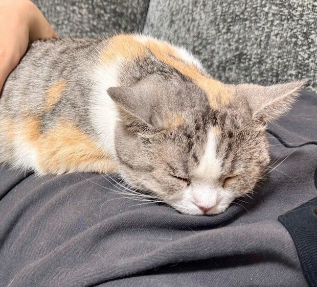 パパさんに抱きしめられて眠る彩春ちゃん。