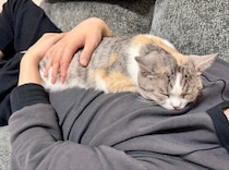 「湯たんぽ」のようなあたたかさを求めてパパのお腹へ　抱きしめられて幸せそうに眠る猫の姿に反響