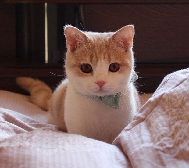 布団の上にちょこんと座るさくらくん。