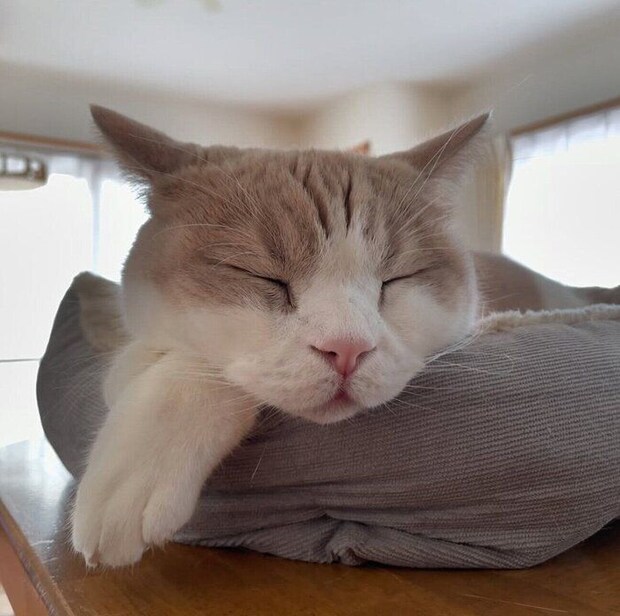 気持ちよさそうに眠るさくらくん。