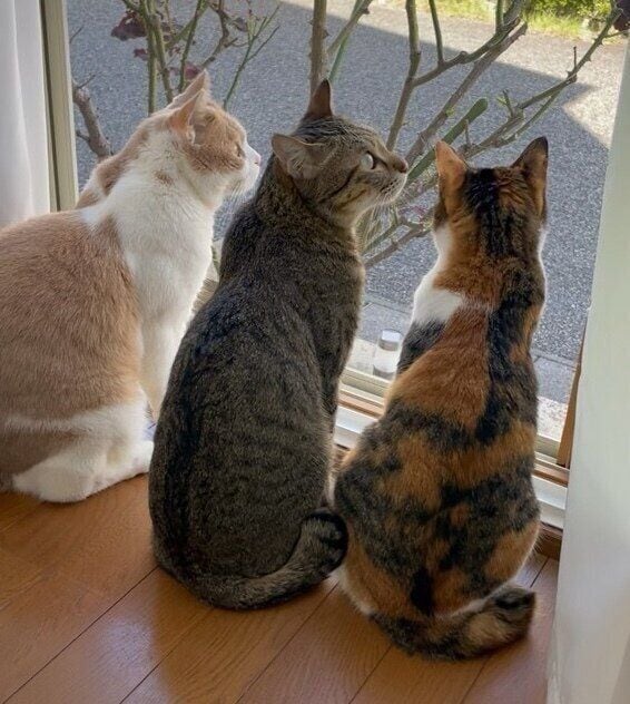 仲良くニャルソックする3匹。