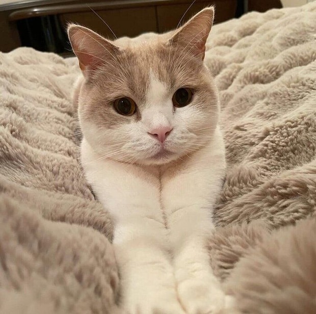 寝室で飼い主さんを待つさくらくん。