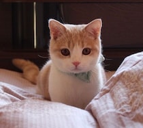 “ぬいぐるみ”のように可愛かった1才の猫　7年経った今も変わらぬ愛らしさに癒される