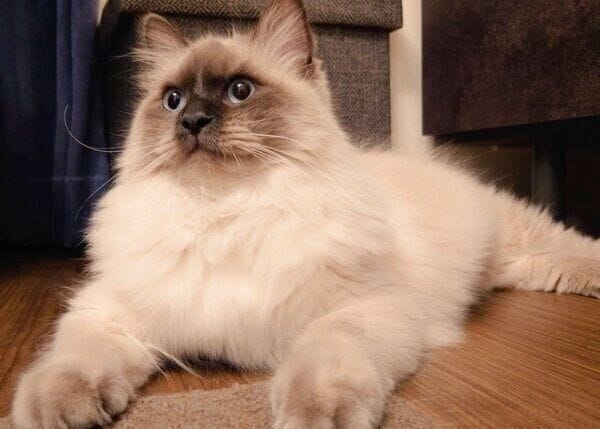 今では体重が5kgになったソラくん。