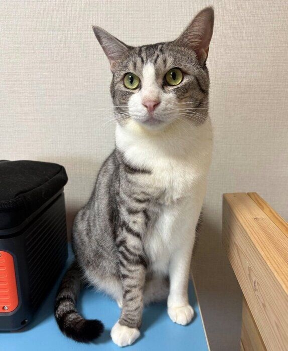 普段のサバシくん。