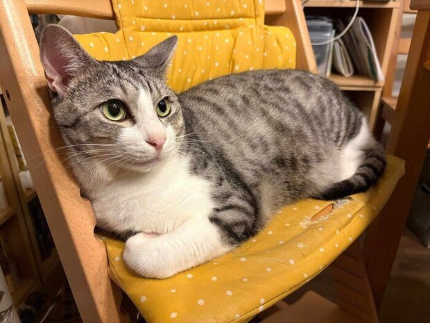 まったりするサバシくん。