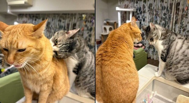 サバシくんと先住猫・こいもちゃん。