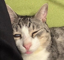 飼い主と添い寝する元保護猫の表情がじわじわくる!?　「愛と笑いを同時に届ける姿」に反響