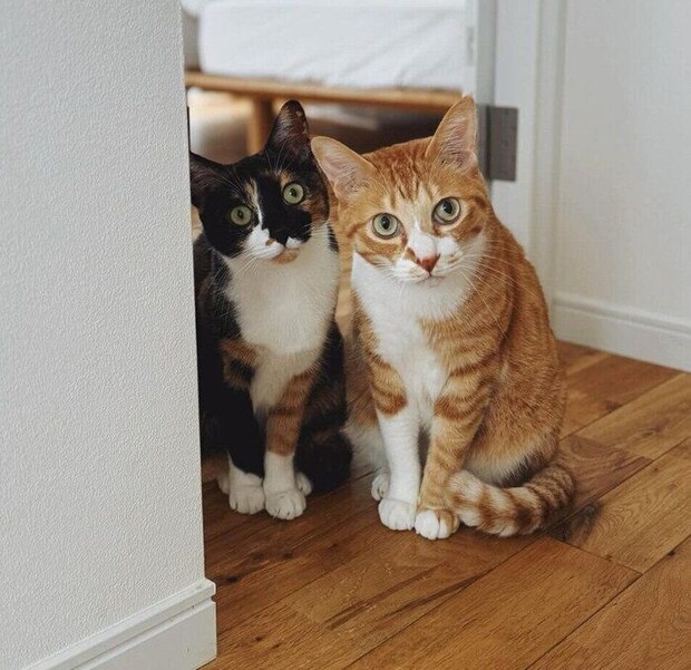 インターホンにビビるチャビくんとモチャちゃん。