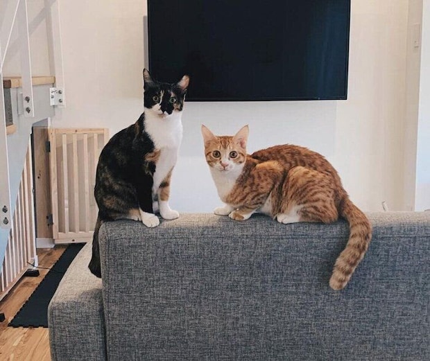 お迎えして間もないころのチャビくん、モチャちゃん。