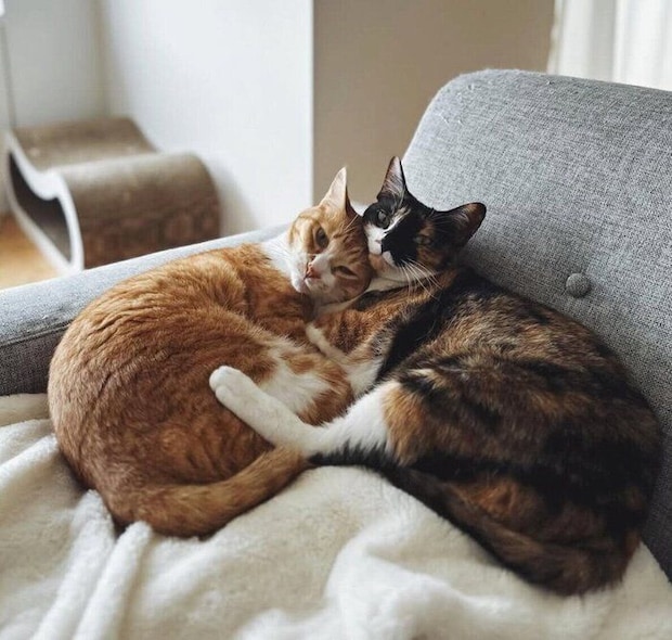 おとなになったチャビくん、モチャちゃん。