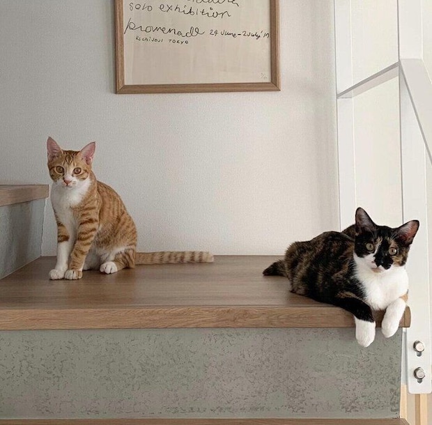 お迎え当時のチャビくん、モチャちゃん。