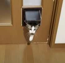 お父さんのことが大好きな猫　お父さんが追いかけてこないと、猫用ドアから秒で戻ってくる