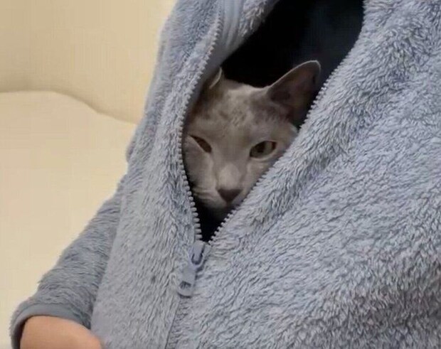 上着の懐に入り込むとあくん。