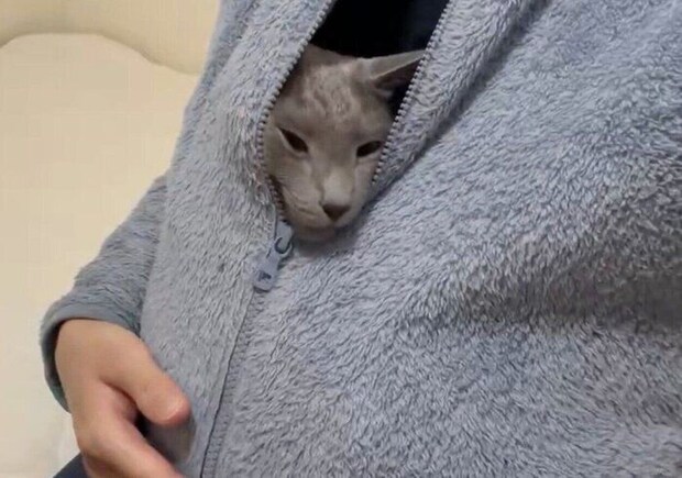 上着の懐に入り込むとあくん。