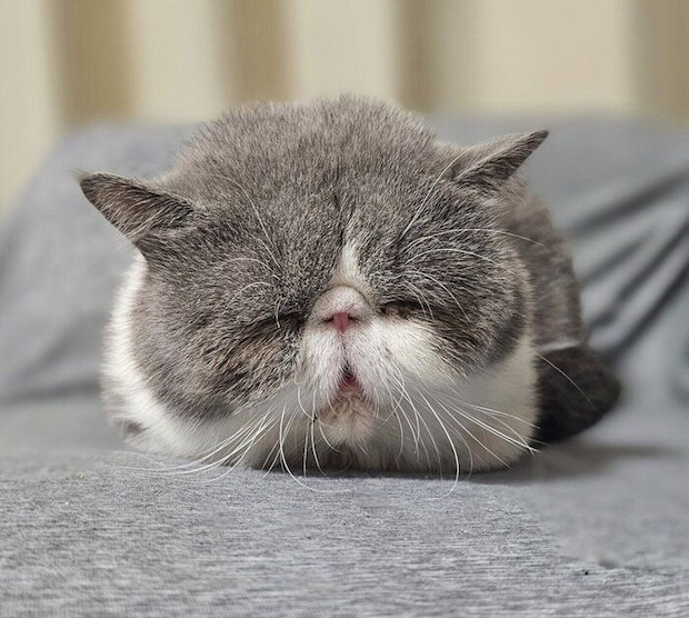 まったりする小雪ちゃん