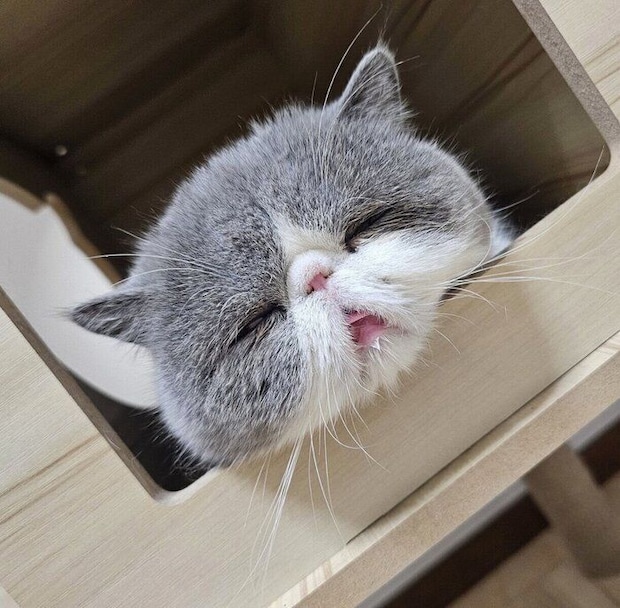 寝顔が可愛い小雪ちゃん