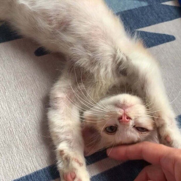 飼い主に撫でられている子猫