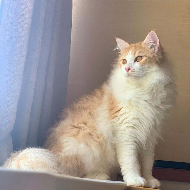 1才に成長した猫