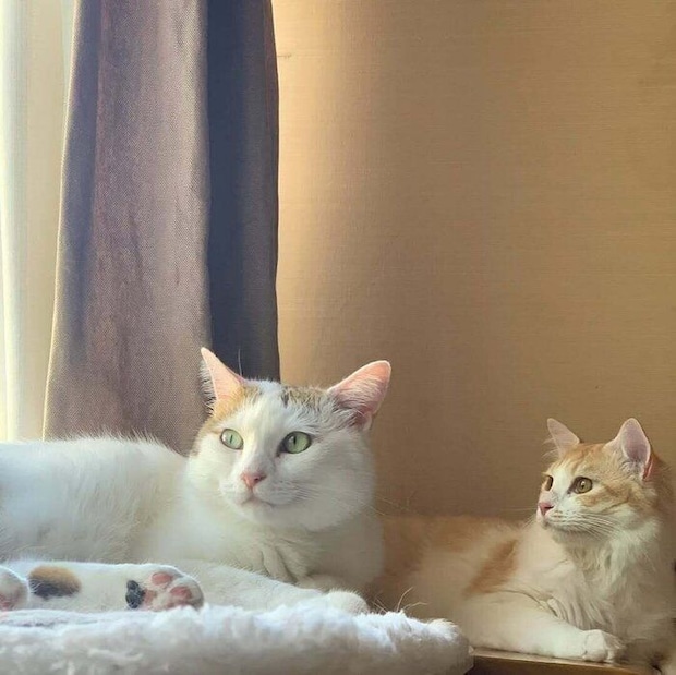 側に寄ってくつろぐ2匹の猫