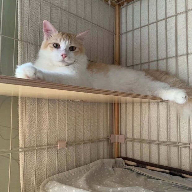 ケージの中でくつろぐ月くん