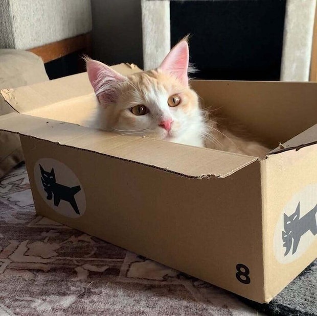 段ボール箱に入って遊ぶ猫