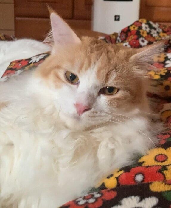 キリッとした表情の猫