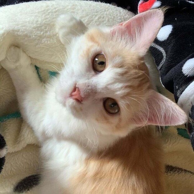 飼い主を見つめる猫