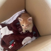 海で溺れかけていたところを保護された推定生後3週間の子猫→わずか1年で美しく成長！　「モデルみたいな凛々しい姿」に惚れ惚れする