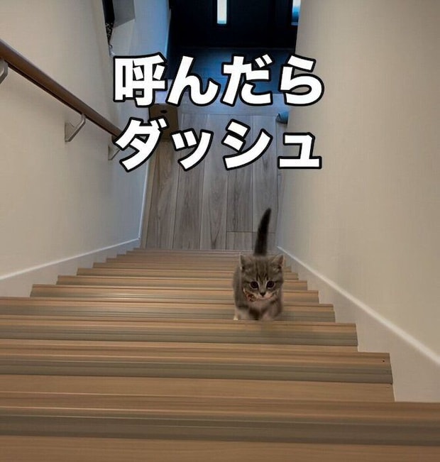 飼い主さんに気が付き必死に階段を駆け上がるメロンちゃん