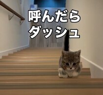 名前を呼んだらダッシュで来てくれる子猫の心理とは？獣医師解説