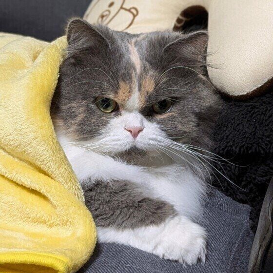 サイベリアンの 麗（うらら）ちゃん