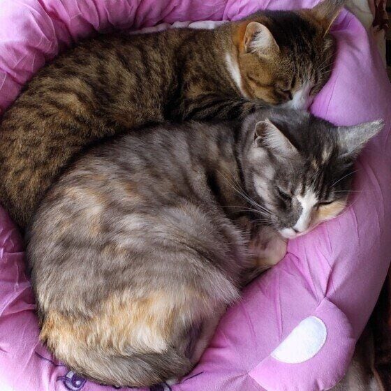 こんぶちゃんたち