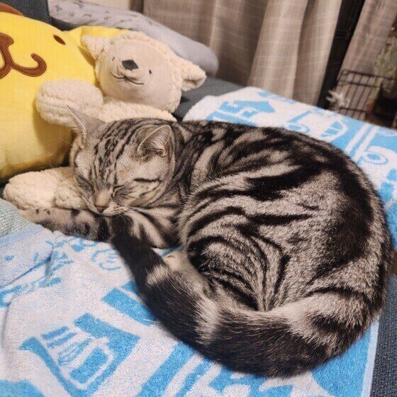 アメリカンショートヘアのトムくん