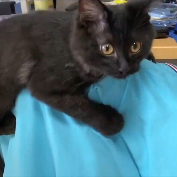 迎え入れから2カ月がたった頃のボサちゃん