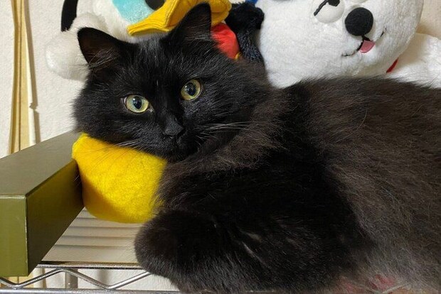 2才をすぎたボサちゃん