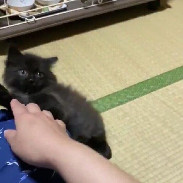 迎え入れ当時の飼い主さんと遊ぶボサちゃん