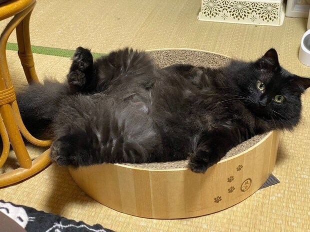 2才をすぎたボサちゃん