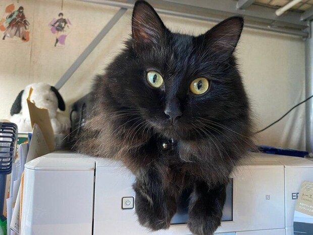 迎え入れから1年たった頃のボサちゃん